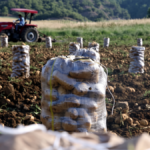 Patates tarlada degerlendi kilogram fiyati firladi zN5Ga3Yp