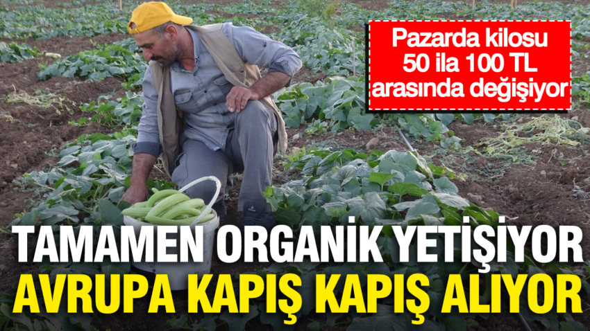 Pazarda kilosu 50 ila 100 tl arasinda degisiyor tamamen organik yetisiyor avrupa kapis kapis m4scTUG8